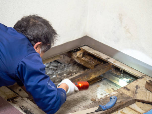 Best Mold Testing  in Towanda, KS