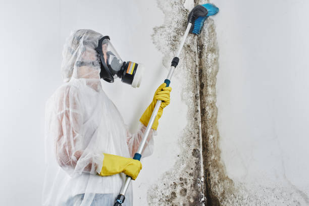 Best Emergency Mold Removal  in Towanda, KS