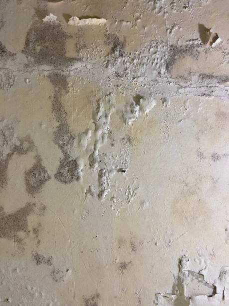Best Mold Testing and Removal  in Towanda, KS