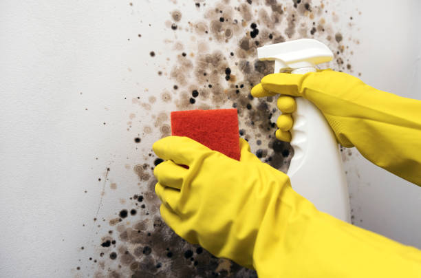 Best Best Mold Removal Companies  in Towanda, KS