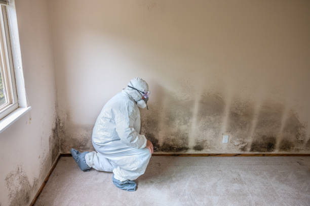 Office Mold Removal Services in Towanda, KS