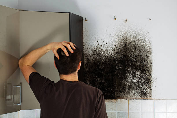 Best Mold Testing  in Towanda, KS