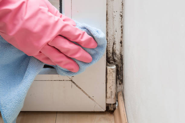 Best Best Mold Removal Companies  in Towanda, KS